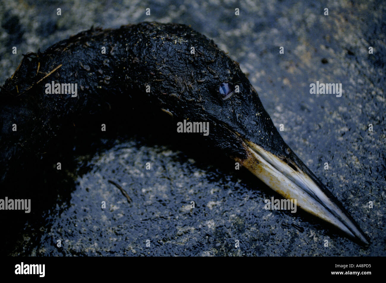 Oiseau mort couvertes d'huile après le pétrolier Braer a coulé au large des îles Shetland 1993 Banque D'Images
