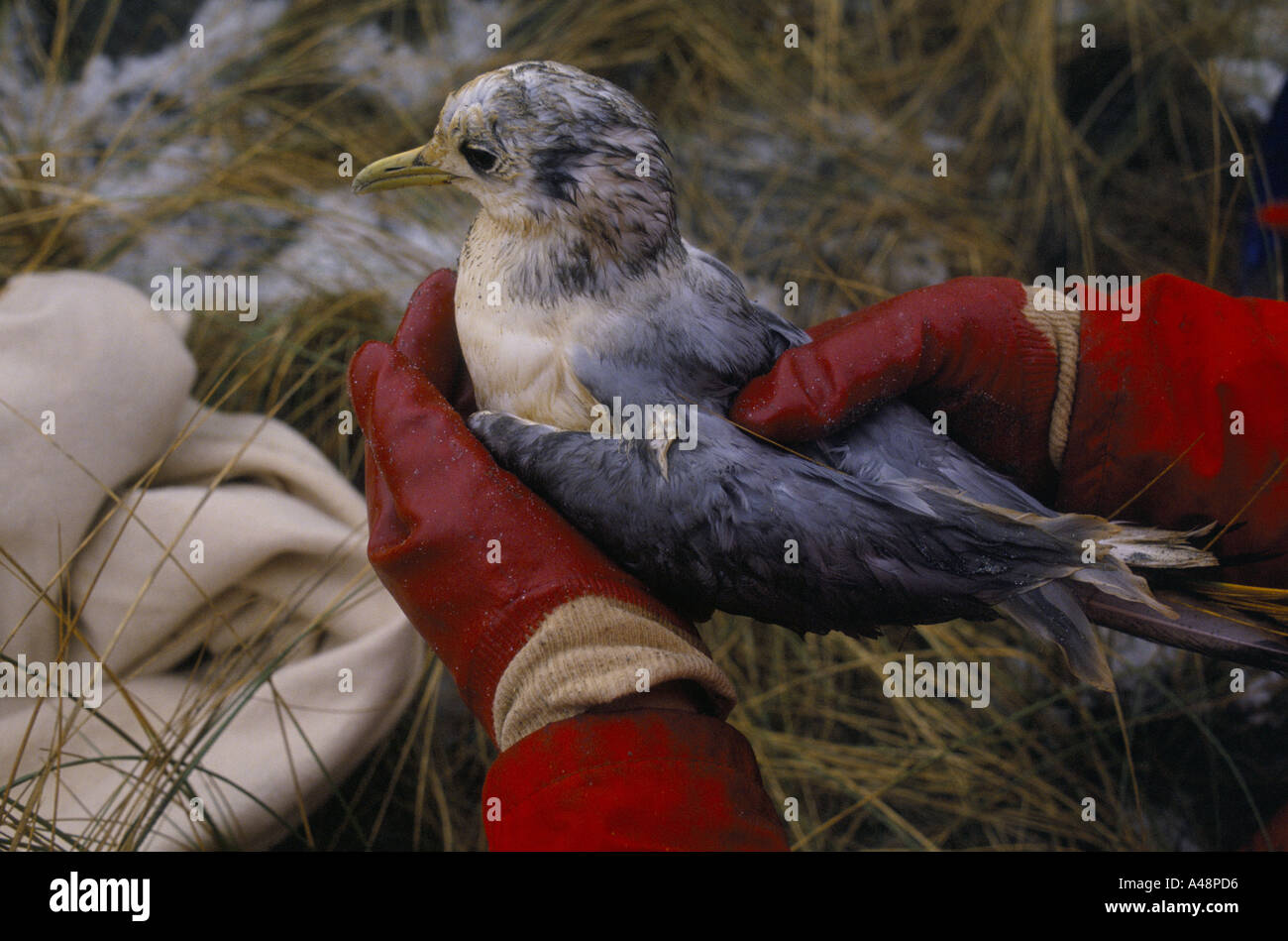 Seagull couvertes d'huile à la suite de l'oss naufrage du pétrolier Braer îles Shetland 1993 Banque D'Images