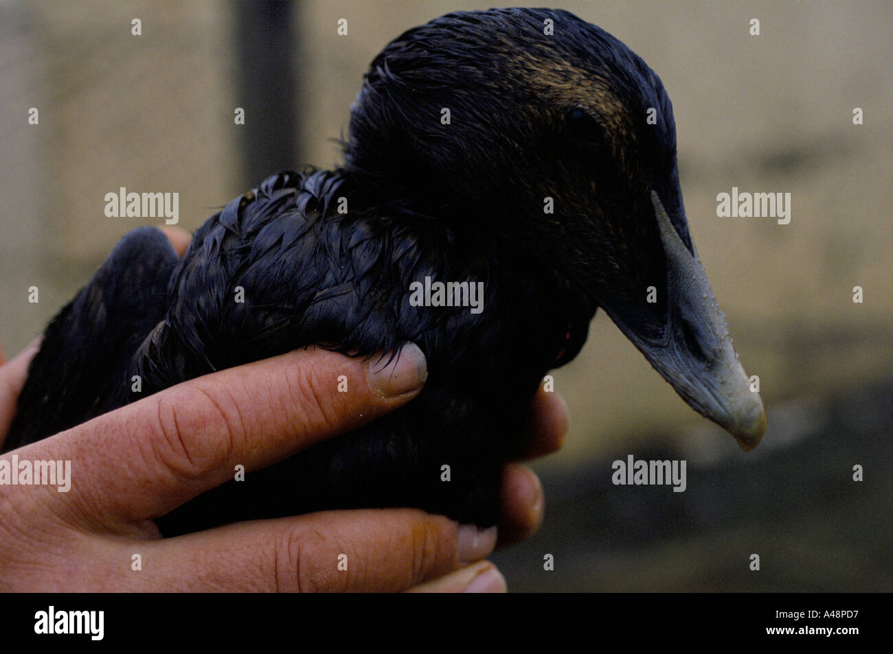 Couvert d'oiseaux dans l'huile à la suite de la catastrophe pétrolière brear 1993 shetland Banque D'Images
