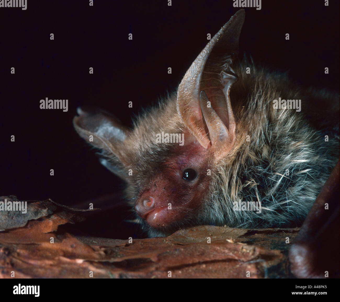 Vespertilion de Bechstein Bat Banque D'Images