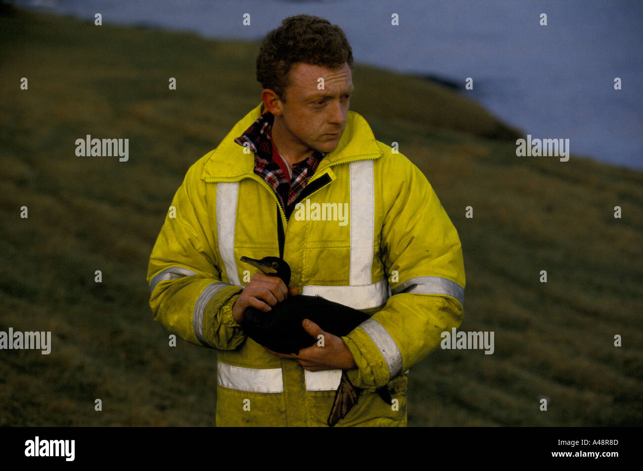 Sauvetage travailleur ayant un canard couvertes d'huile après un pétrolier a coulé au large des îles Shetland Banque D'Images