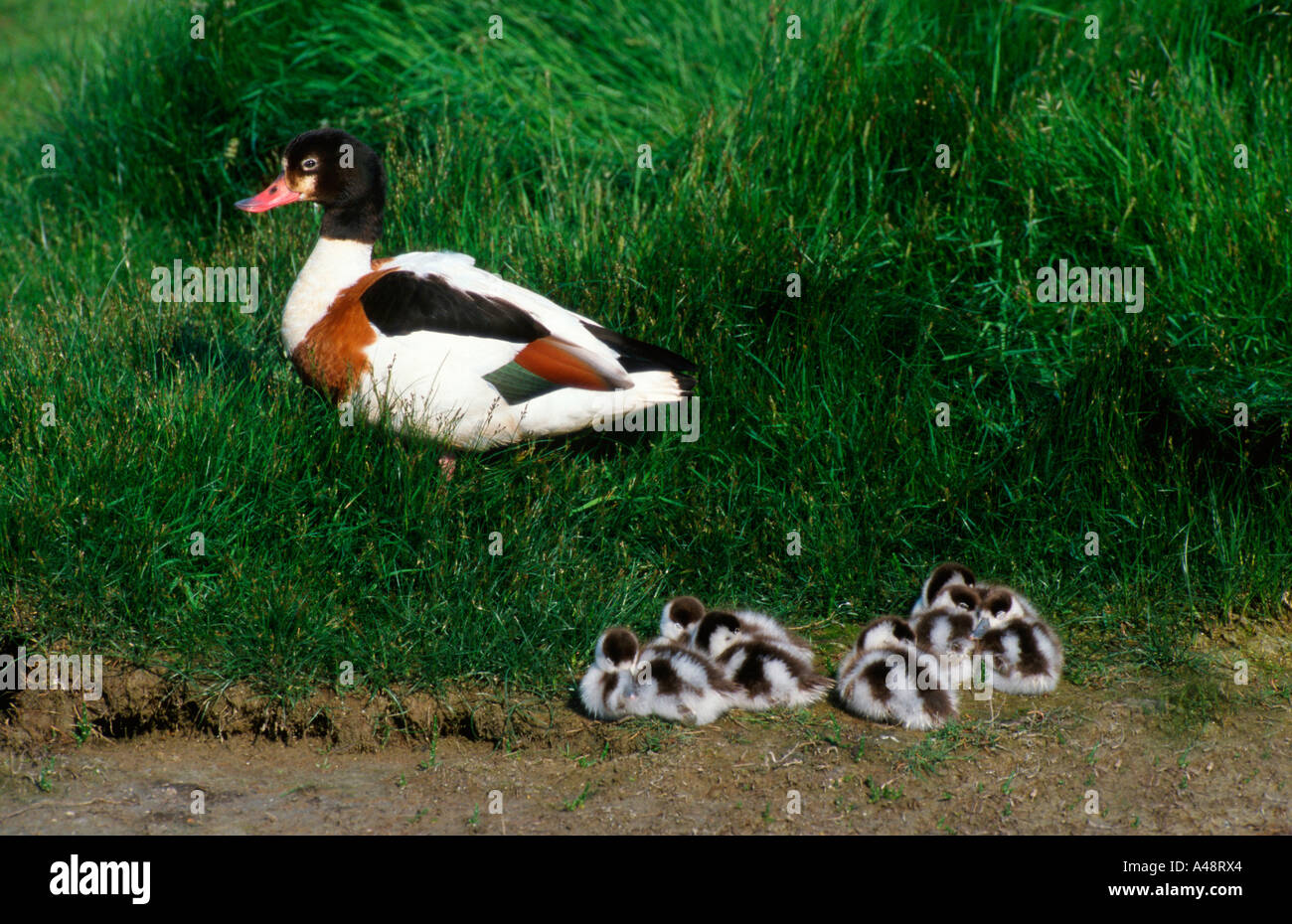 Tadorne / Brandente / Brandgans Banque D'Images