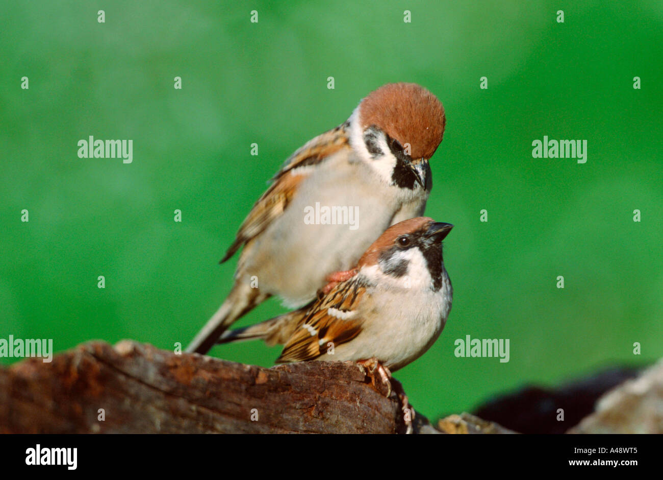 Moineau friquet Banque D'Images