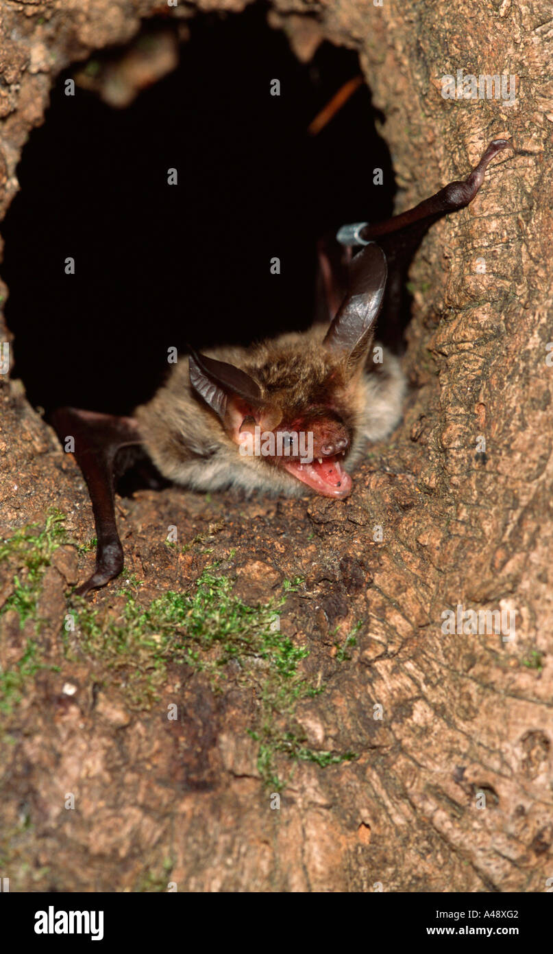 Vespertilion de Bechstein Bat Banque D'Images