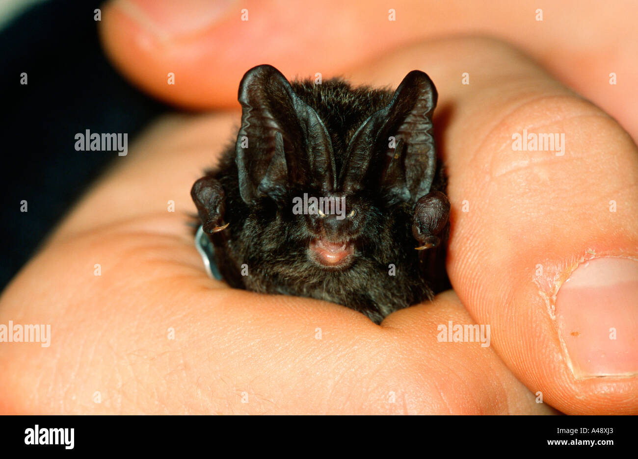 Barbastelle Bat Banque D'Images