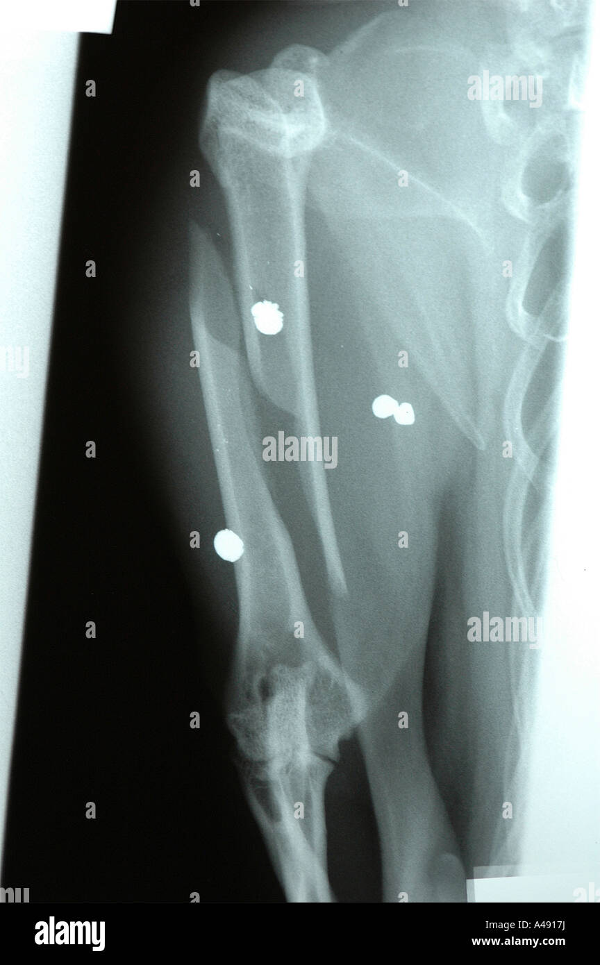 La radiographie de l'humérus os du bras supérieur d'un chat qui a été fracturé par de multiples blessures par balle Banque D'Images