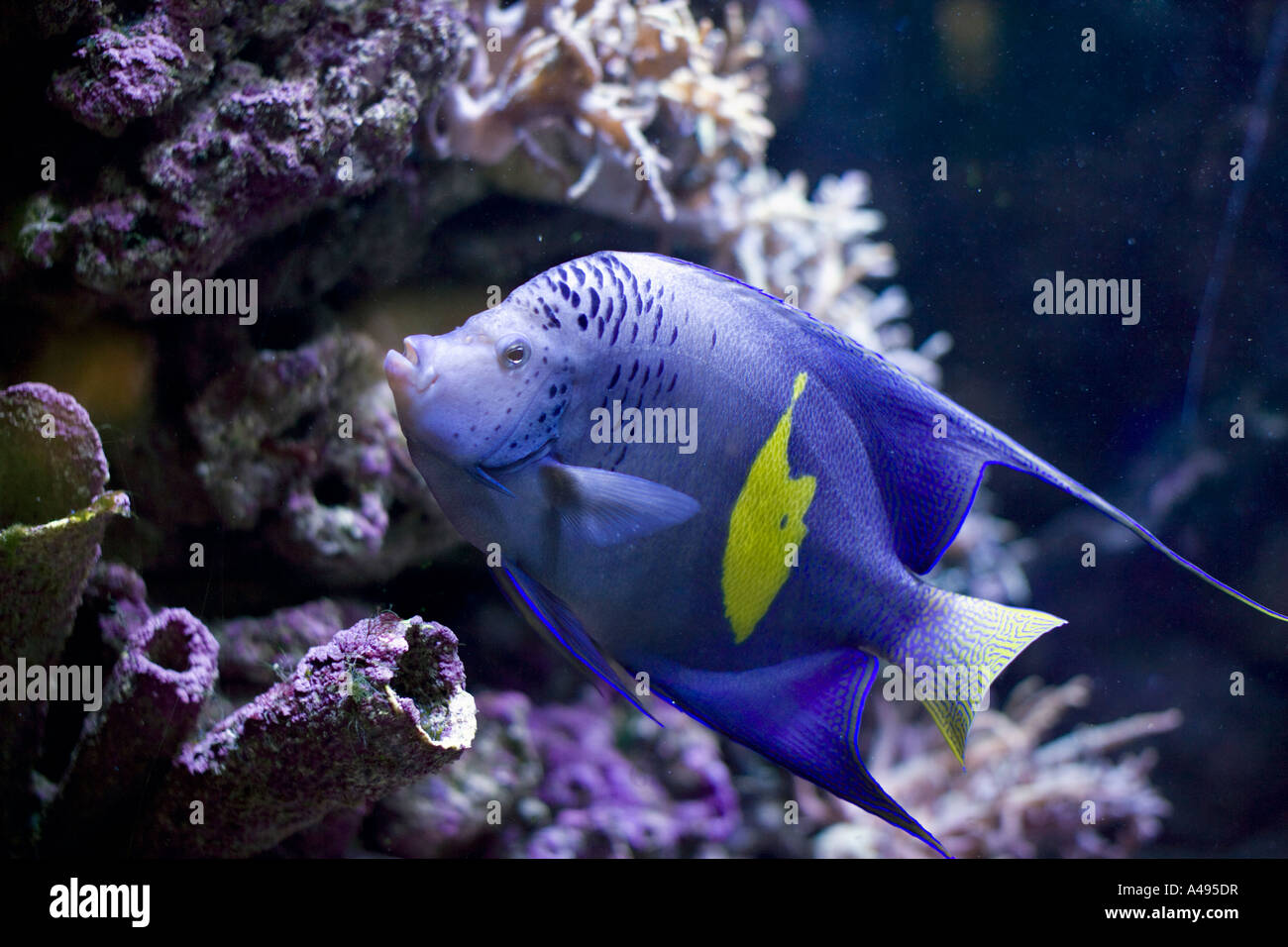 Blue Moon Angelfish Pomacanthus maculosus () Banque D'Images
