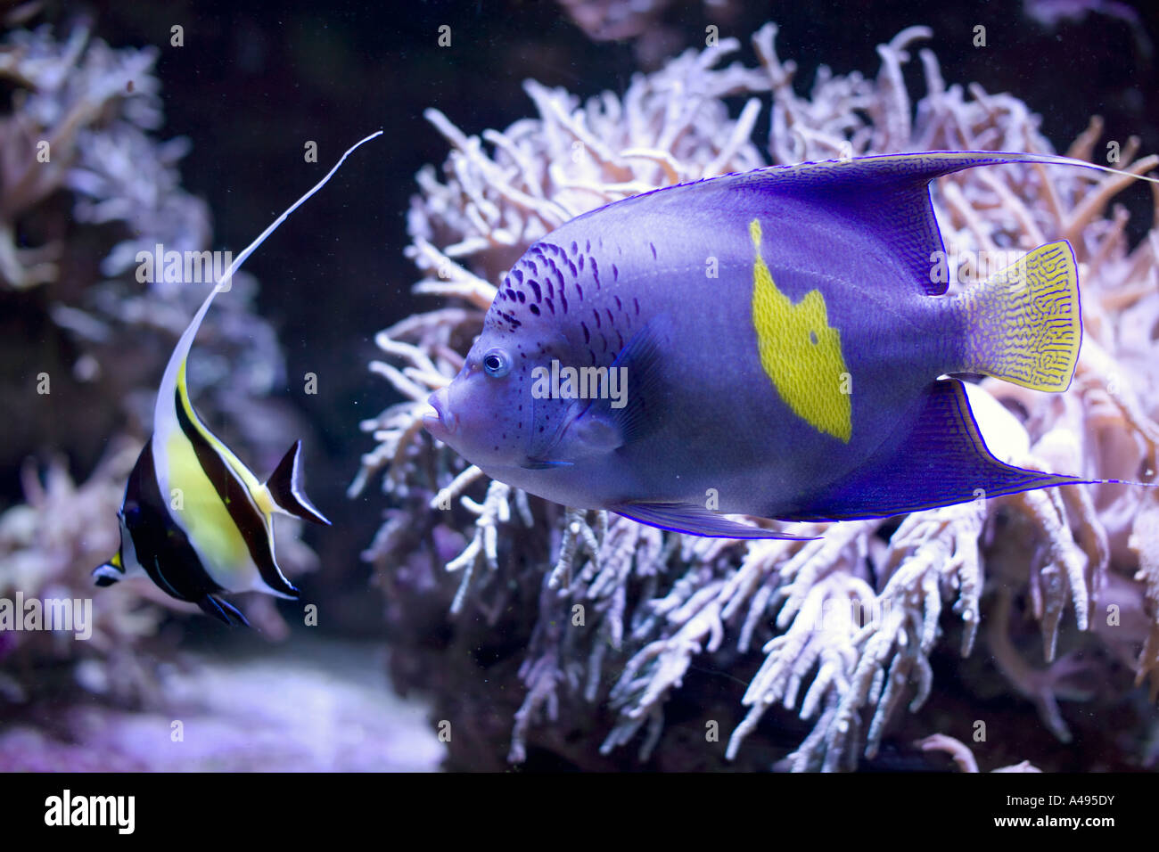 Blue Moon Angelfish Pomacanthus maculosus () Banque D'Images