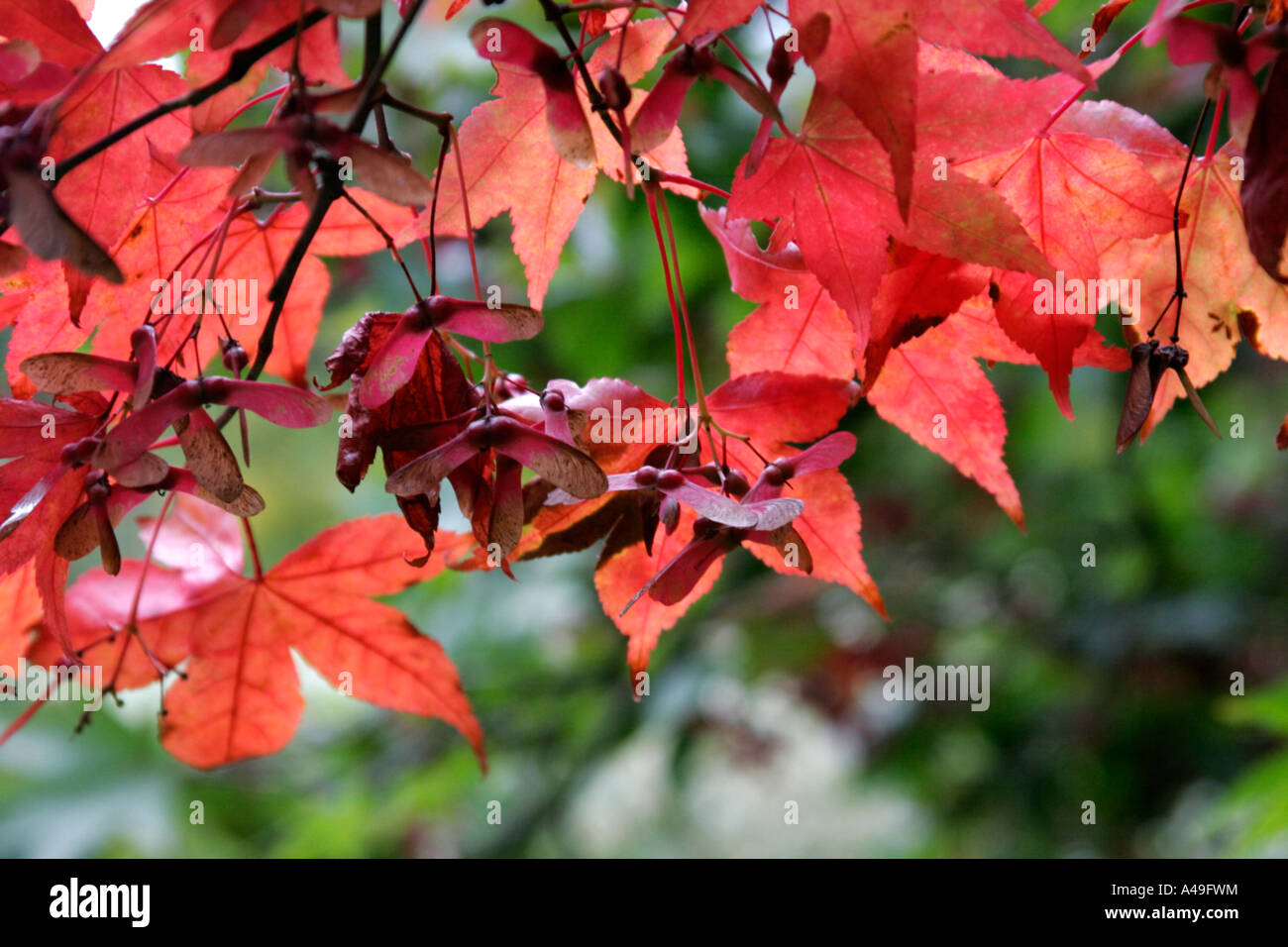 Acer palmatum Katsura feuilles rouges en automne Banque D'Images