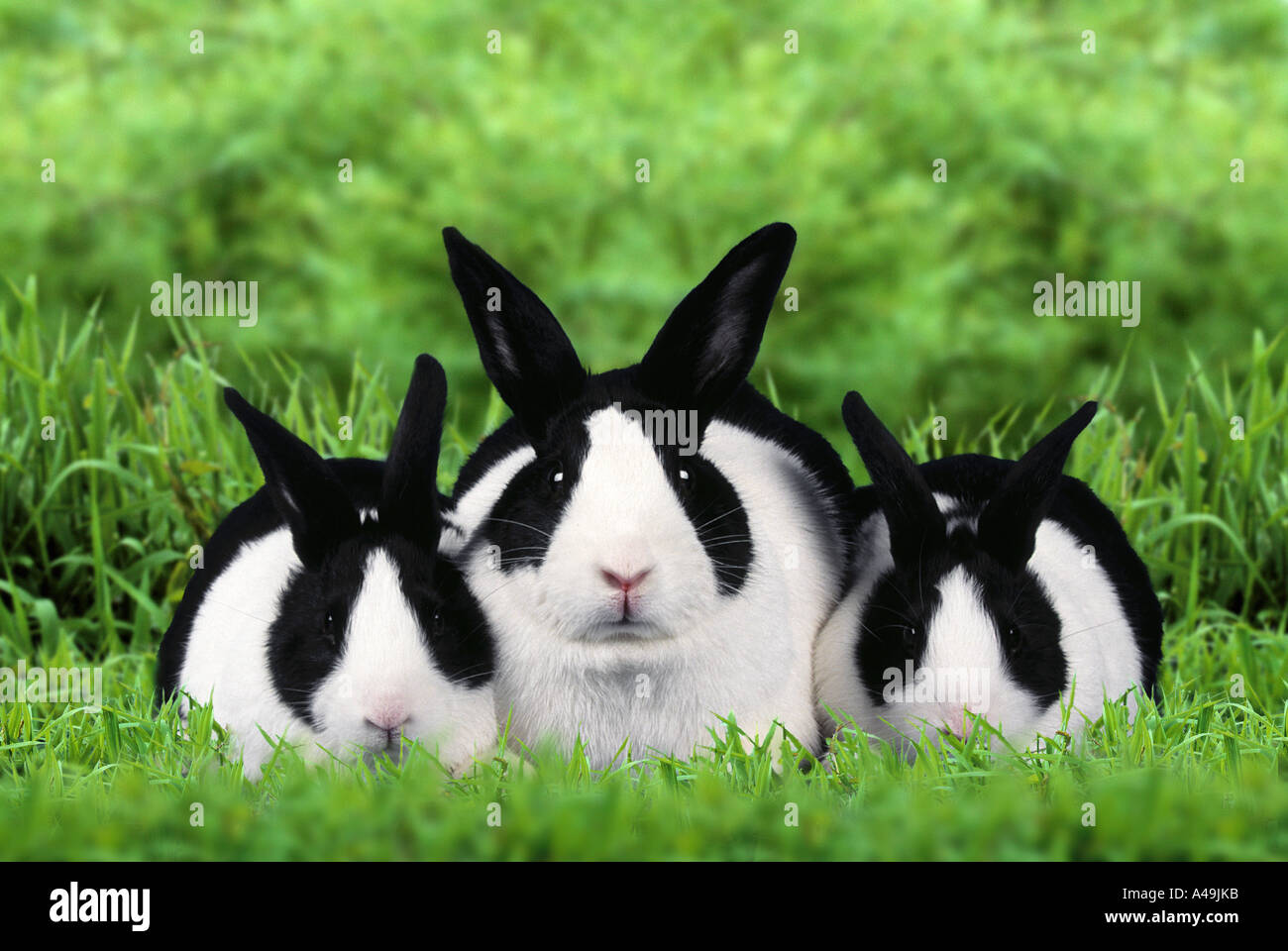Lapin hollandais Banque D'Images