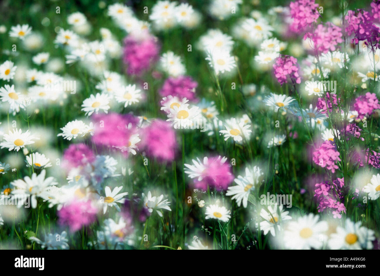 Prairie avec des fleurs / Blumenwiese Banque D'Images