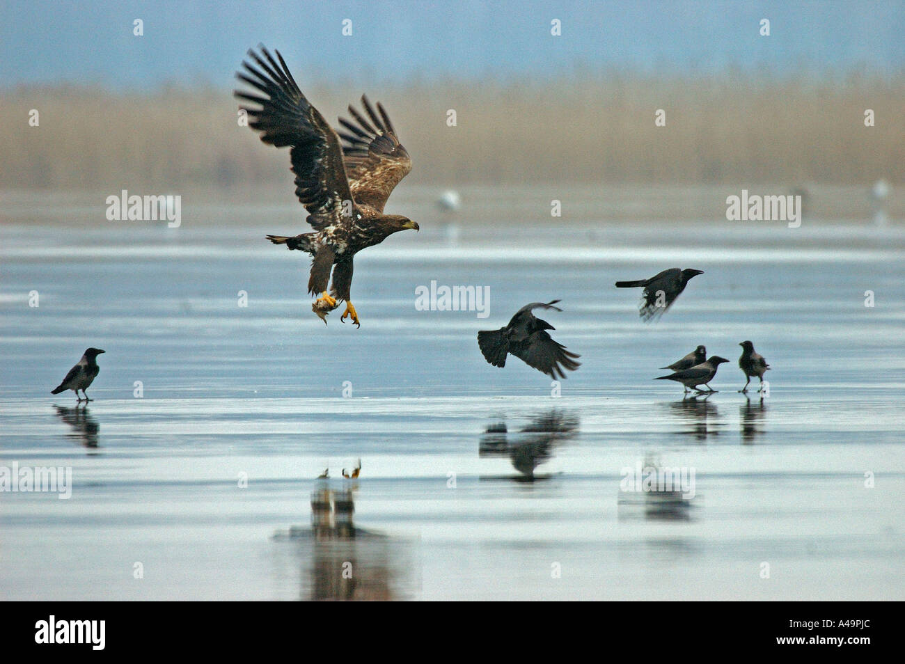 Pygargue à queue blanche et le phoque à capuchon Crow Banque D'Images