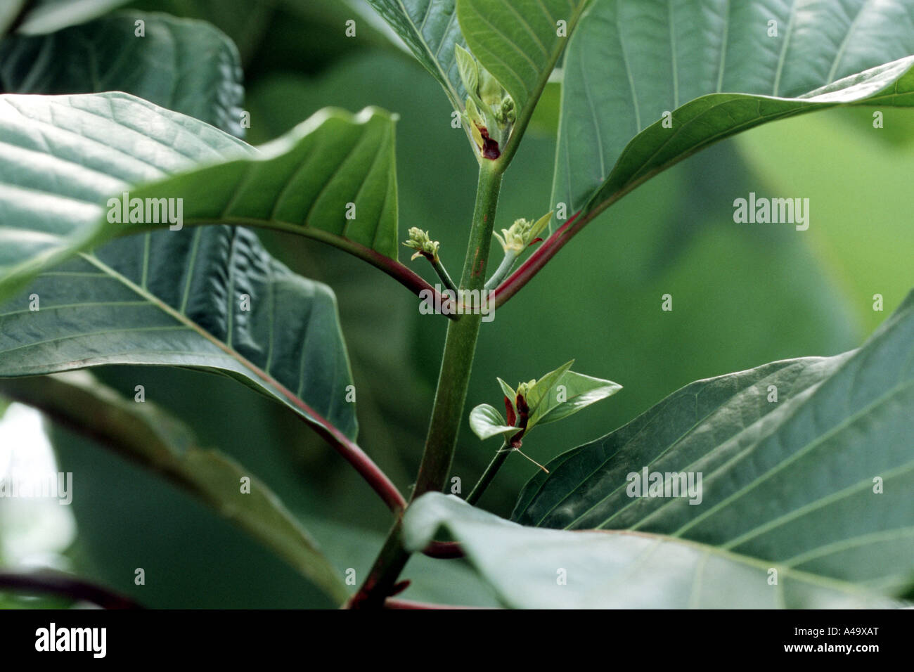 La quinine, l'écorce de quinine Quinine