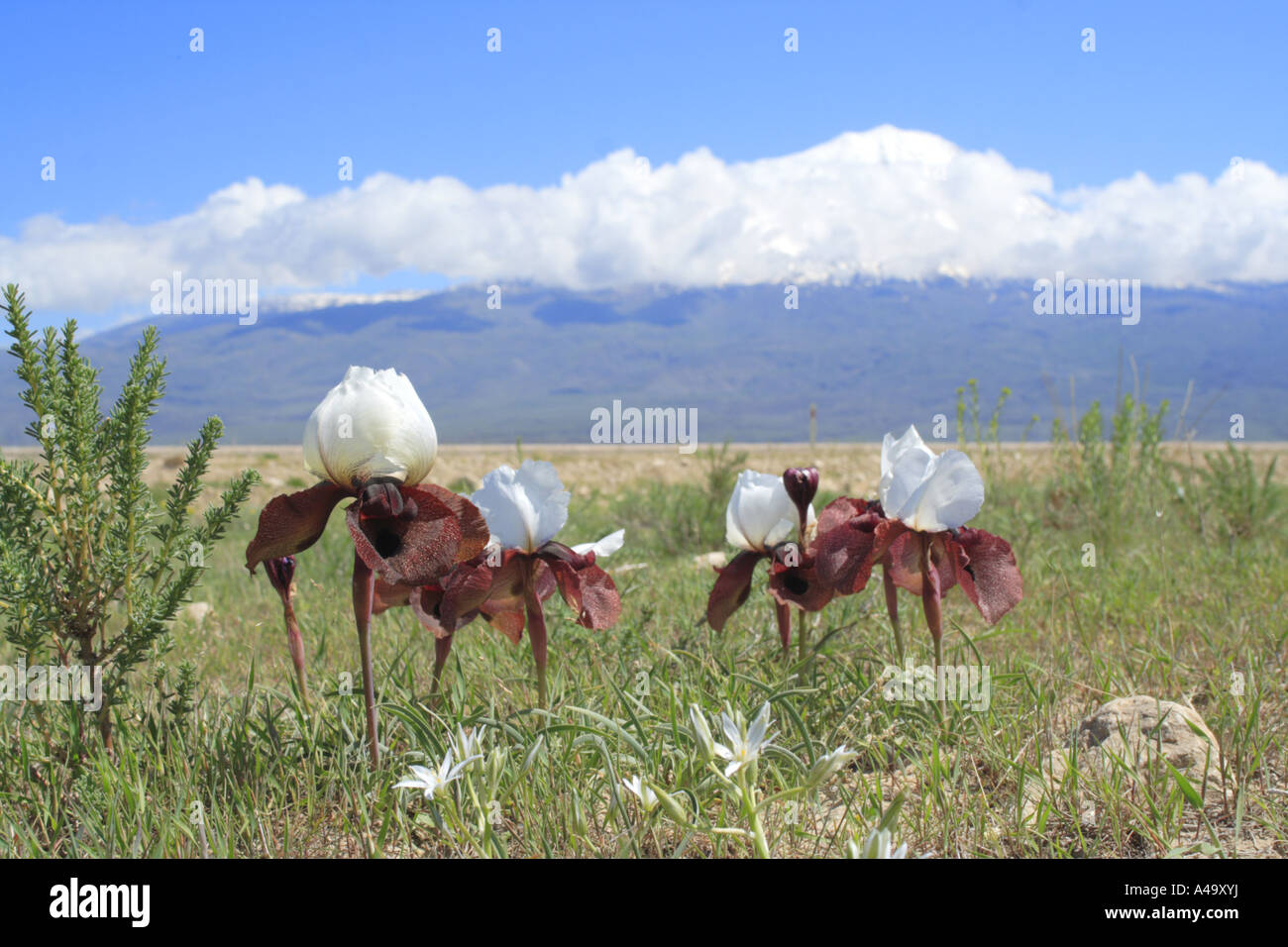 Iris (Iris iberica elegantissima), groupe de plantes fleuries devant la montagne d'Ararat, la Turquie, est de l'Anatolie, Ara Banque D'Images