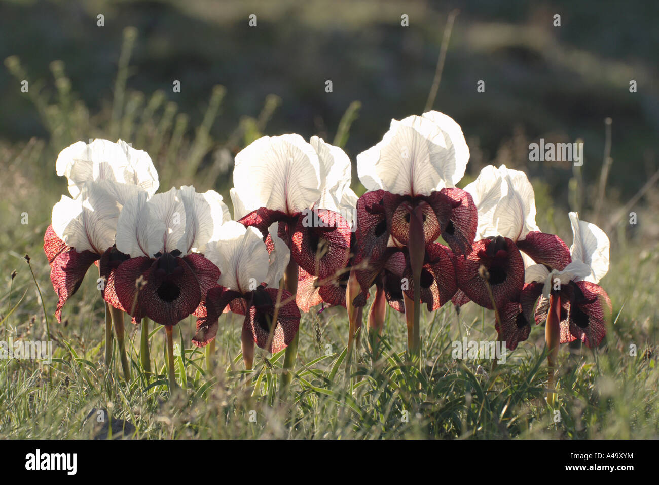 Iris (Iris iberica elegantissima), groupe de plantes fleuries en contre-jour, la Turquie, est de l'Anatolie, Ararat, Dogubayazit Banque D'Images