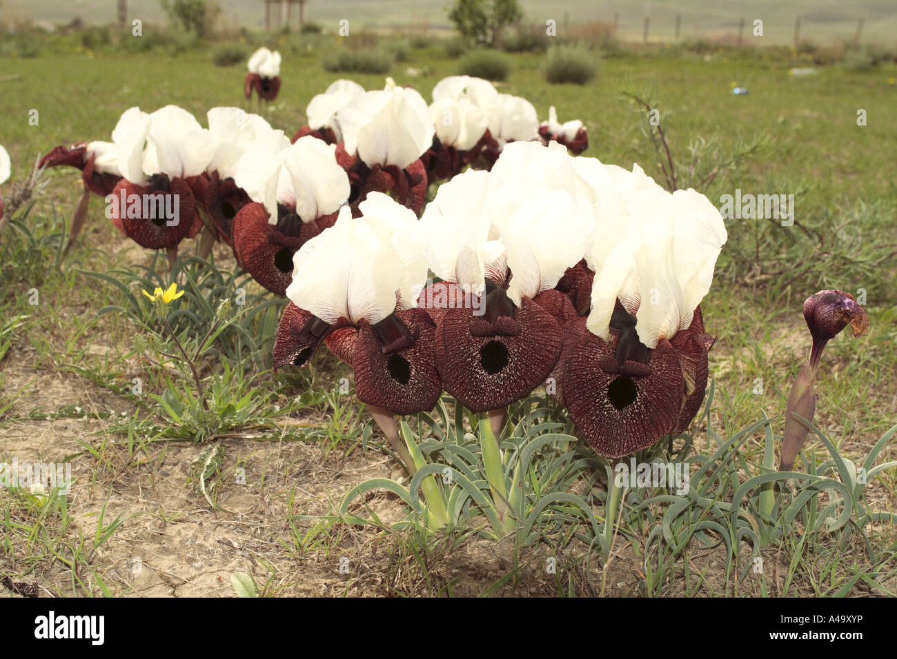 Iris (Iris elegantissima, Iris iberica ssp. elegantissima), groupe de plantes fleuries, de la Turquie, est de l'Anatolie, Ararat, N Banque D'Images
