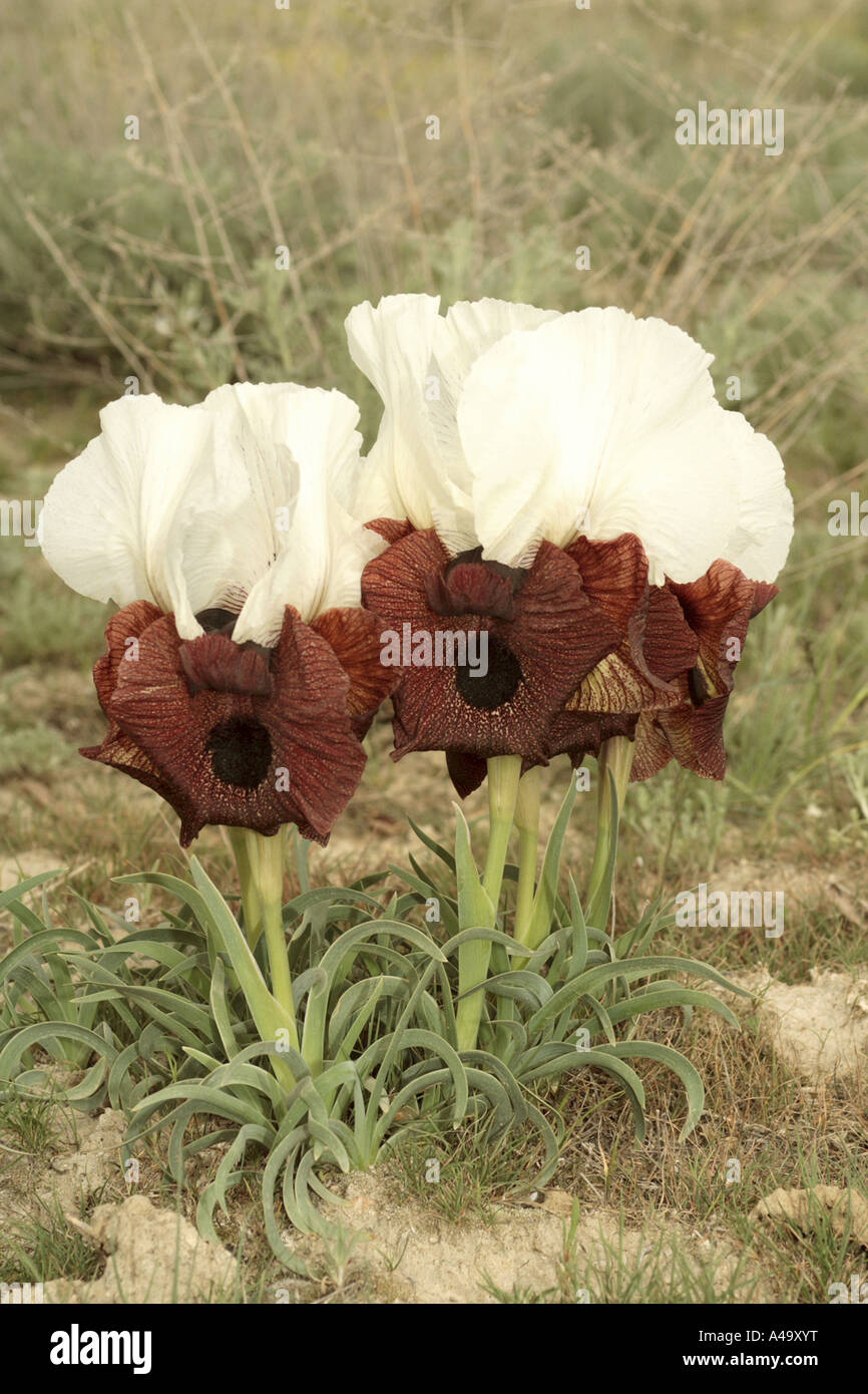 Iris (Iris iberica elegantissima), groupe de plantes fleuries, de la Turquie, est de l'Anatolie, Ararat, Dogubayazit Banque D'Images