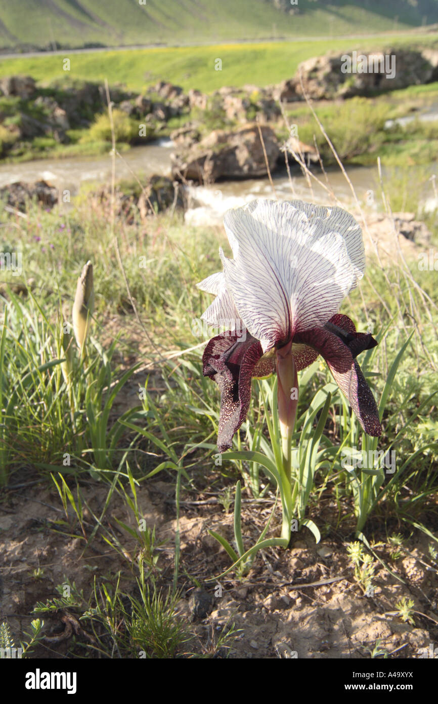 Iris (Iris iberica), seule plante en fleurs, de la Turquie, est de l'Anatolie, Ararat, Dogubayazit Banque D'Images