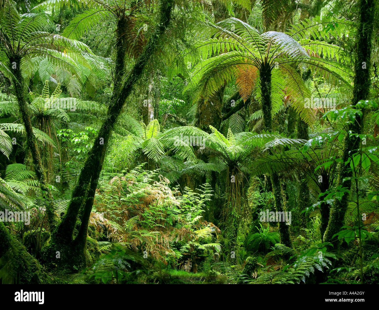 Fougères arborescentes dans la forêt subtropicale, Nouvelle-Zélande Banque D'Images