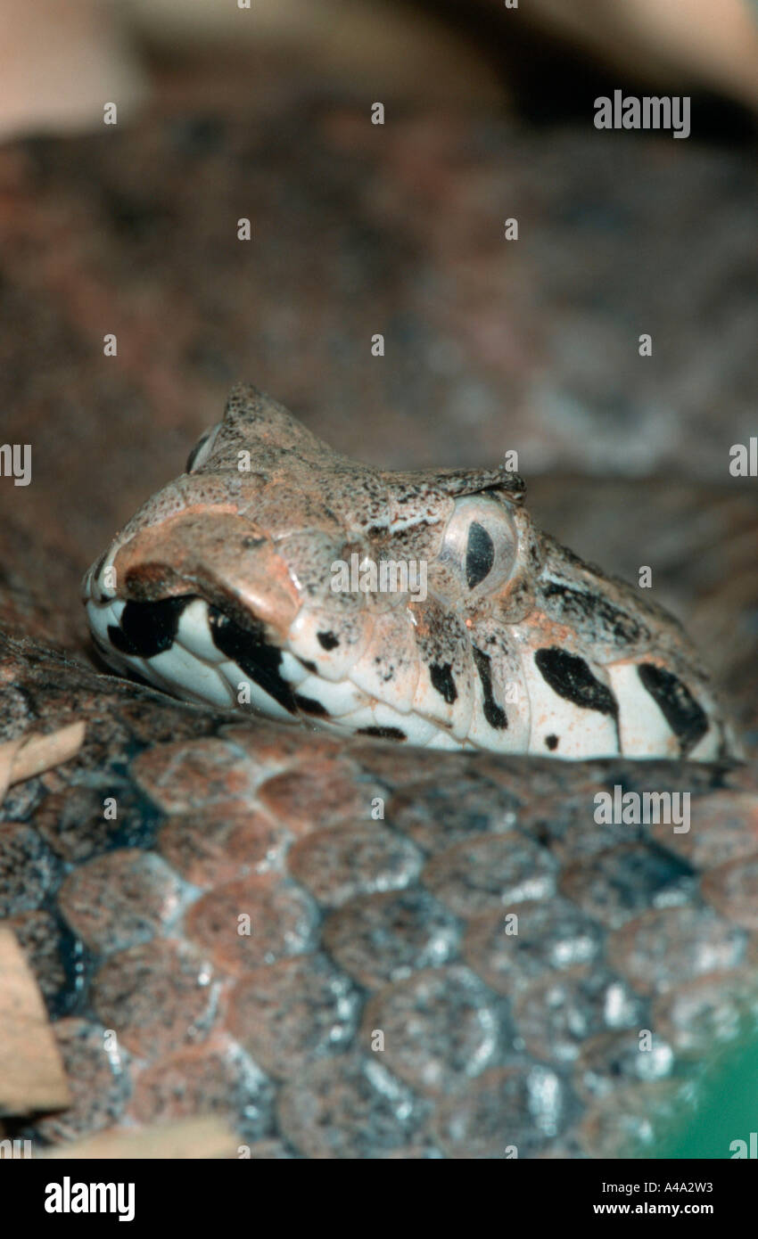 Death Adder commun Banque D'Images