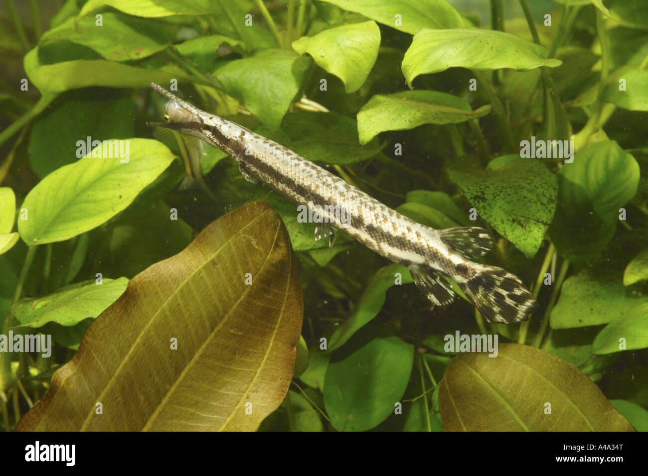 Lépisosté tacheté (Lepisosteus oculatus), les jeunes, à 200 mm, la capture de fisch Banque D'Images