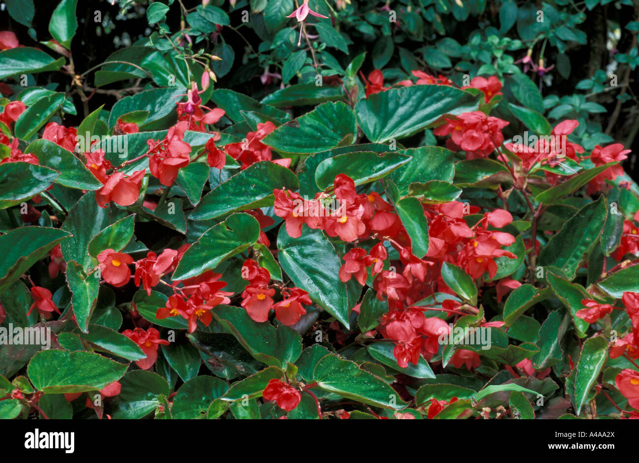 Begonia Dragon Wing Banque D'Images