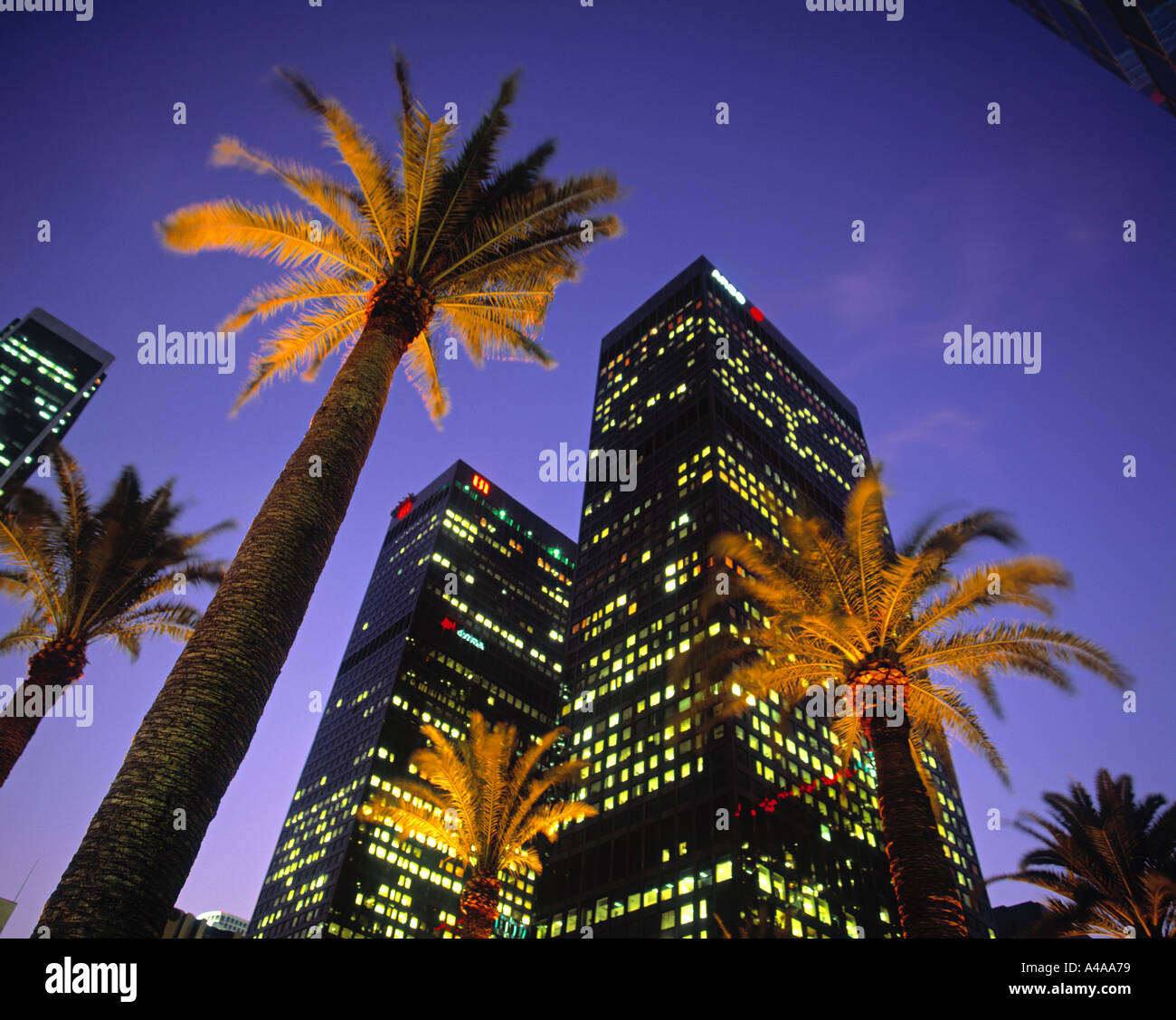 Palms & immeubles de bureaux, le centre-ville de Los Angeles, USA Banque D'Images