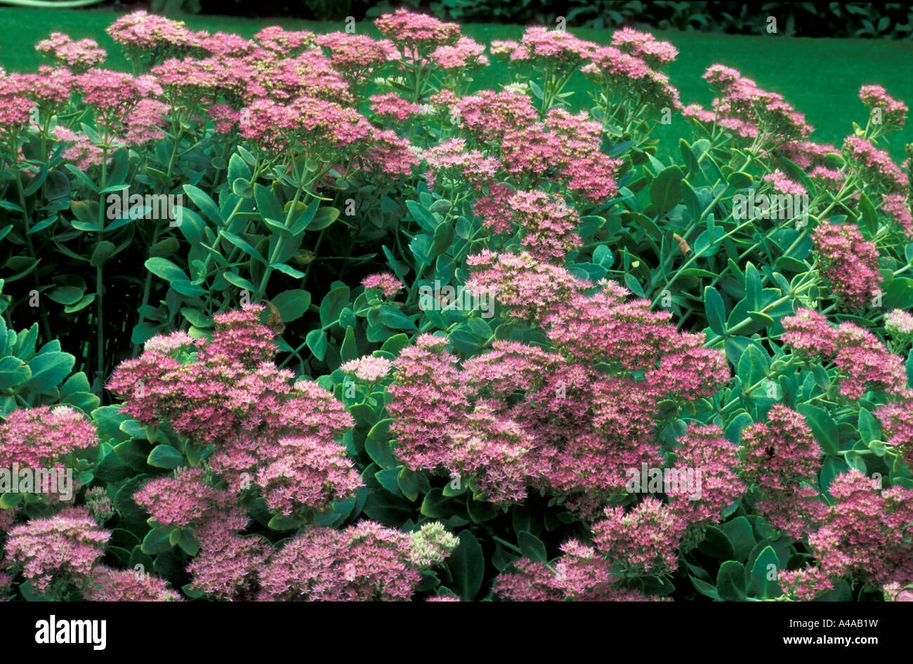 Sedum spectabile Brilliant Banque D'Images