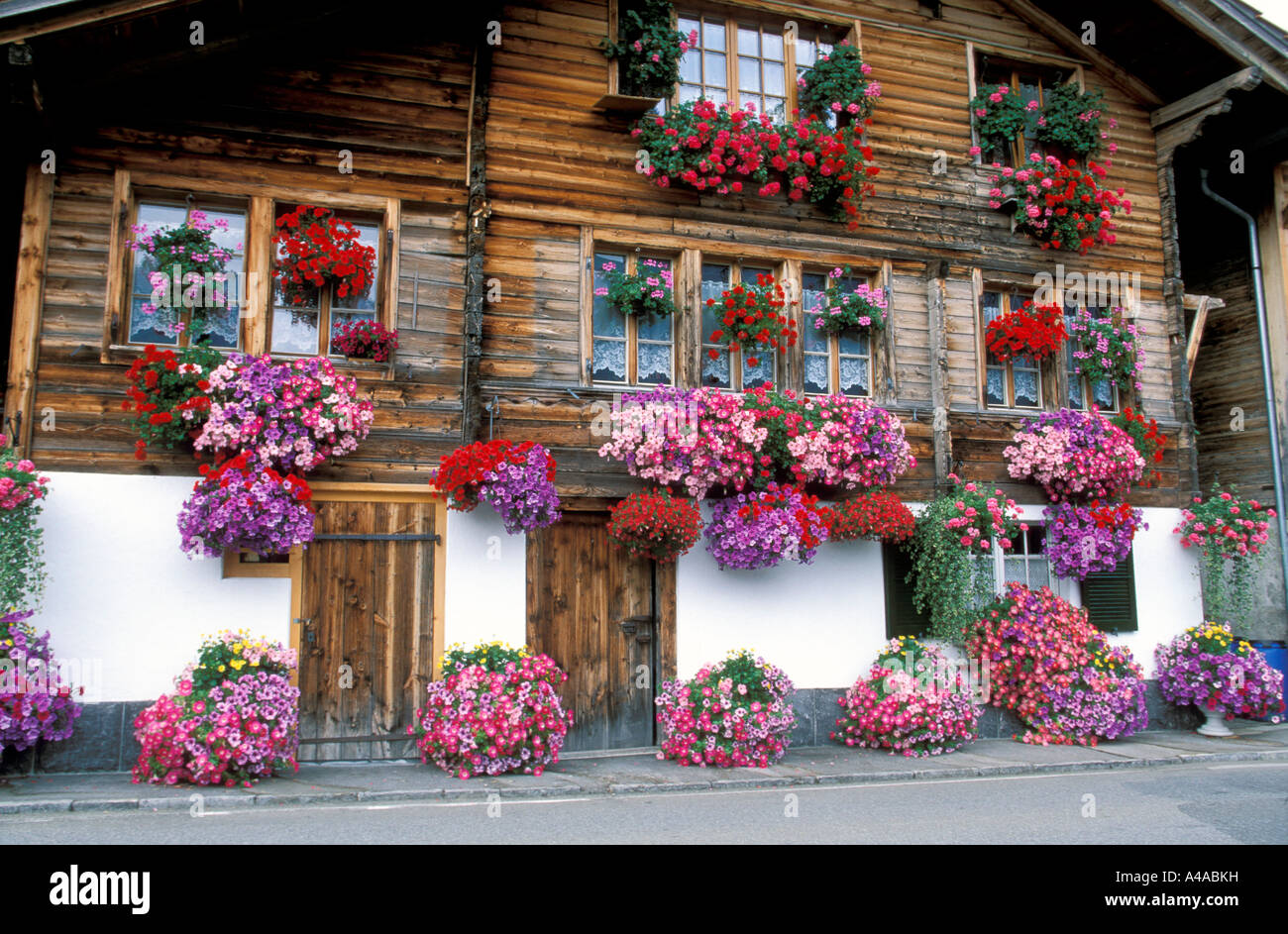 Pot de fleur avec les pétunias en face d'une maison Banque D'Images