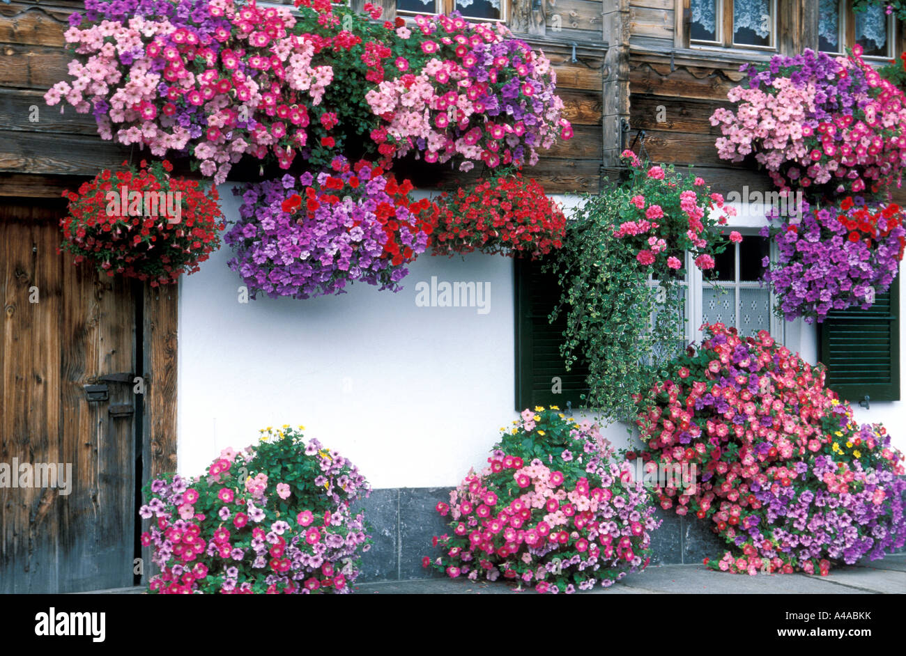 Pot de fleur avec les pétunias en face d'une maison Banque D'Images