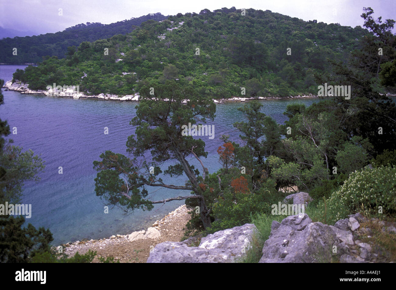 Voir l'île de St Mary, du Parc National de Mljet,. Encerclé par des pins d'Alep.près de Dubrovnik.Croatie Mer Adriatique. Banque D'Images