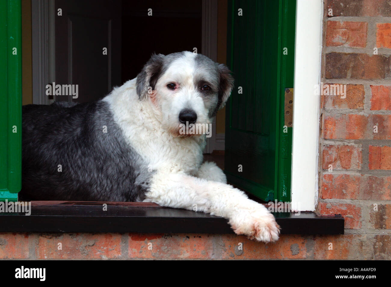 Old English Sheepdog couché dans une porte Photo Stock - Alamy