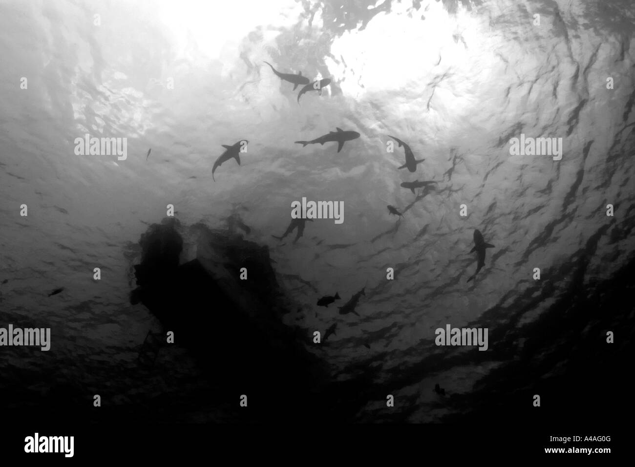 Les requins gris de récif Carcharhinus amblyrhynchos cercle sous voile de Truk Chuuk États fédérés de Micronésie Pacific Banque D'Images