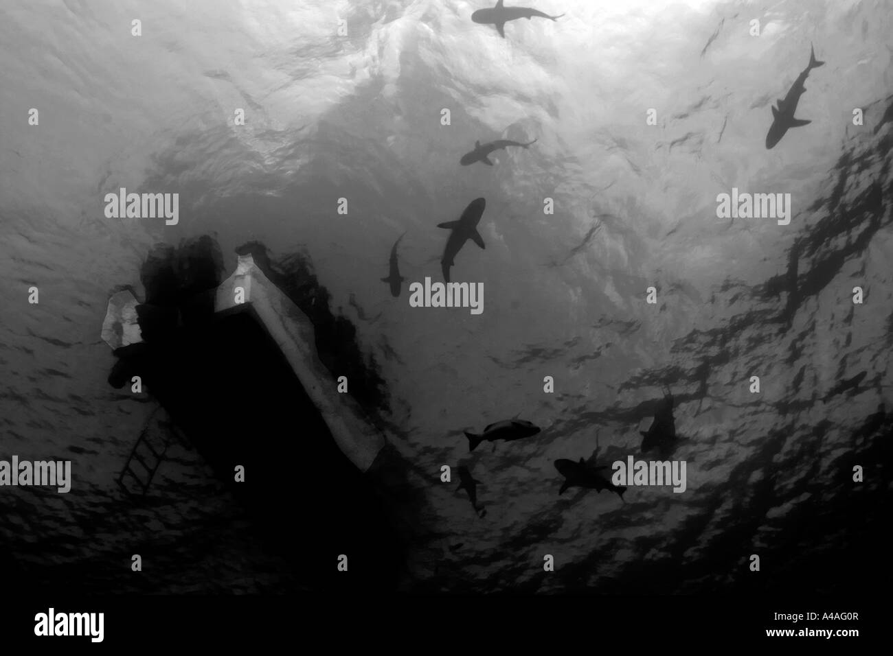 Les requins gris de récif Carcharhinus amblyrhynchos cercle sous voile de Truk Chuuk États fédérés de Micronésie Pacific Banque D'Images