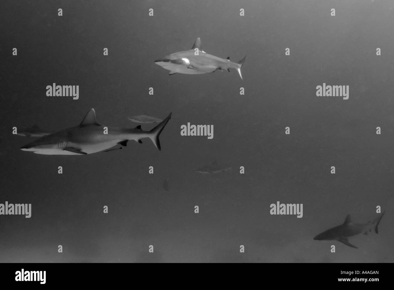 Les requins gris de récif Carcharhinus amblyrhynchos glissent sur reef Chuuk États fédérés de Micronésie Banque D'Images