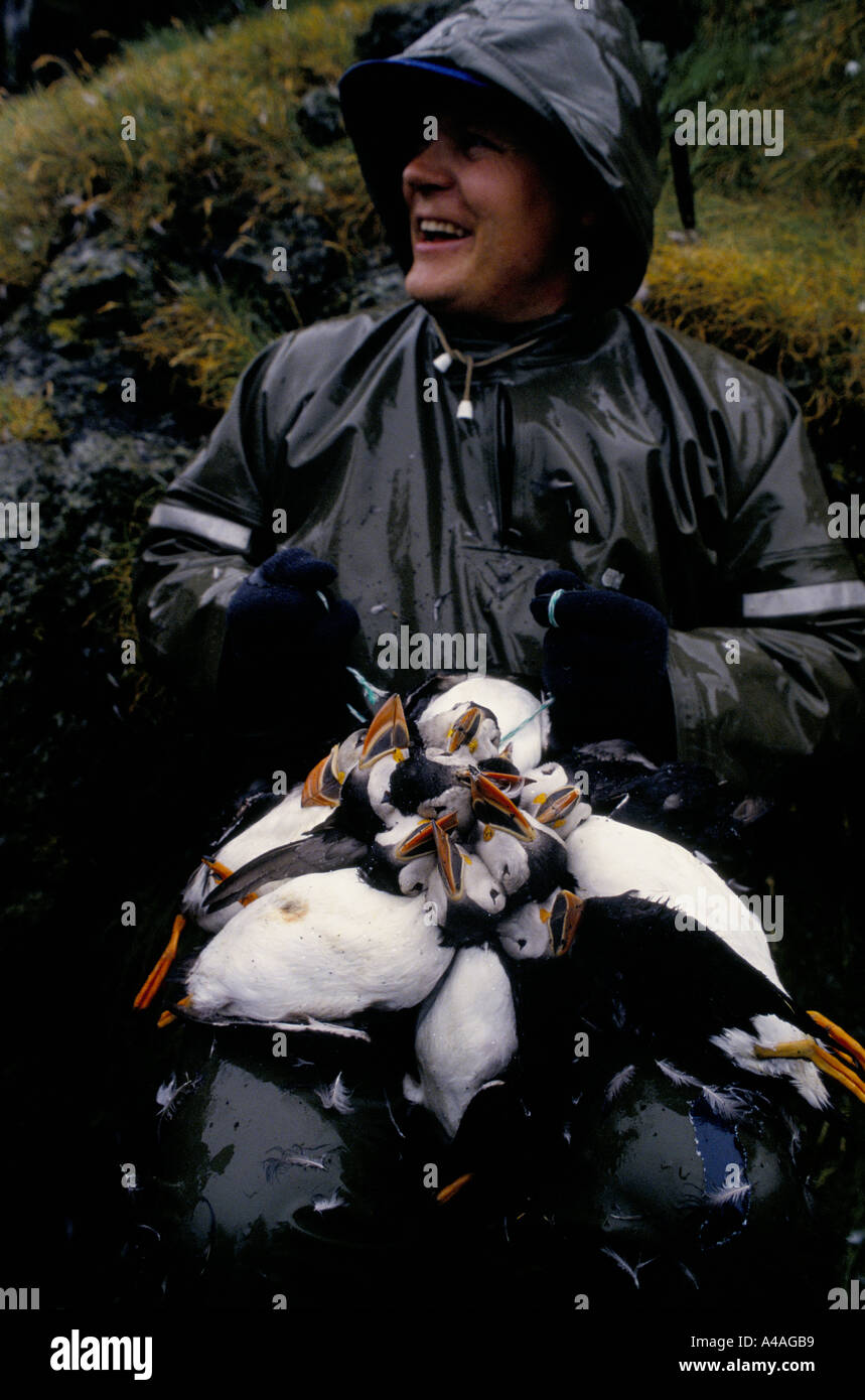 ELLIDAEY, ÎLES WESTMANN, ISLANDE, juillet 1993 : La chasse aux macareux : Joi Schomogyi réunit un groupe de macareux qu'il vient de prendre. Banque D'Images