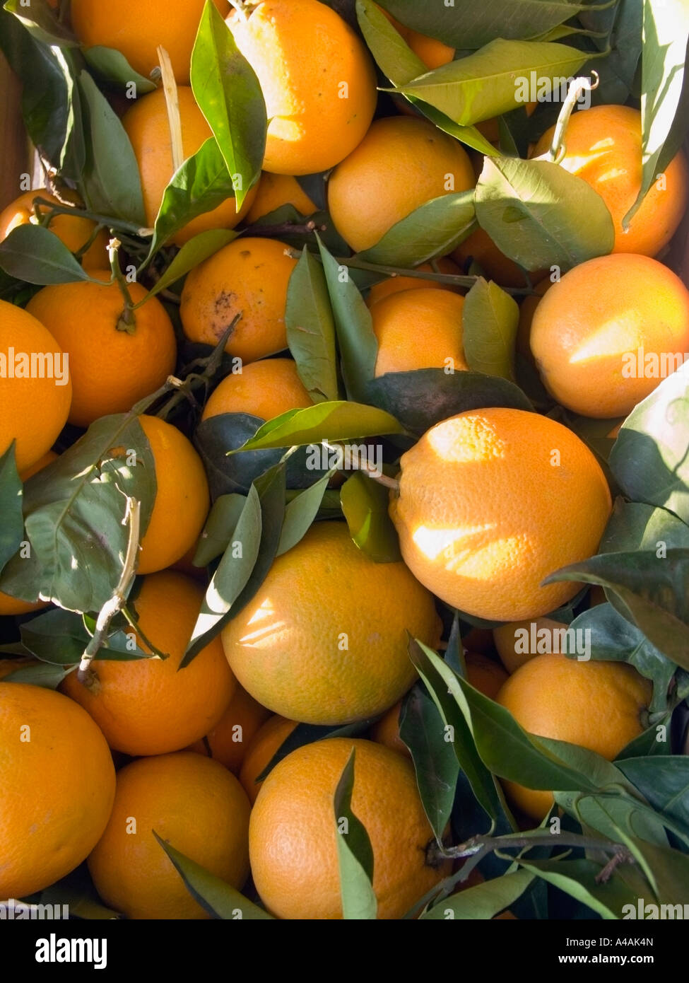 Les oranges fraîches dans une boîte de bois, Naples, Campanie au sud de l'italie Banque D'Images