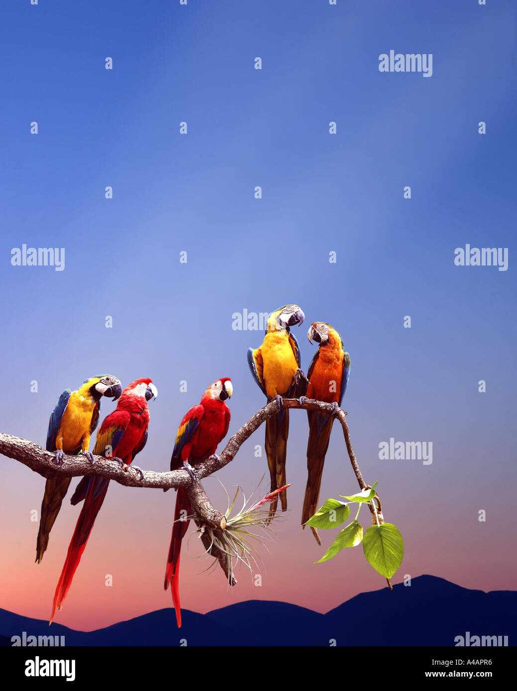 Faune : Perroquets assis sur une branche Banque D'Images