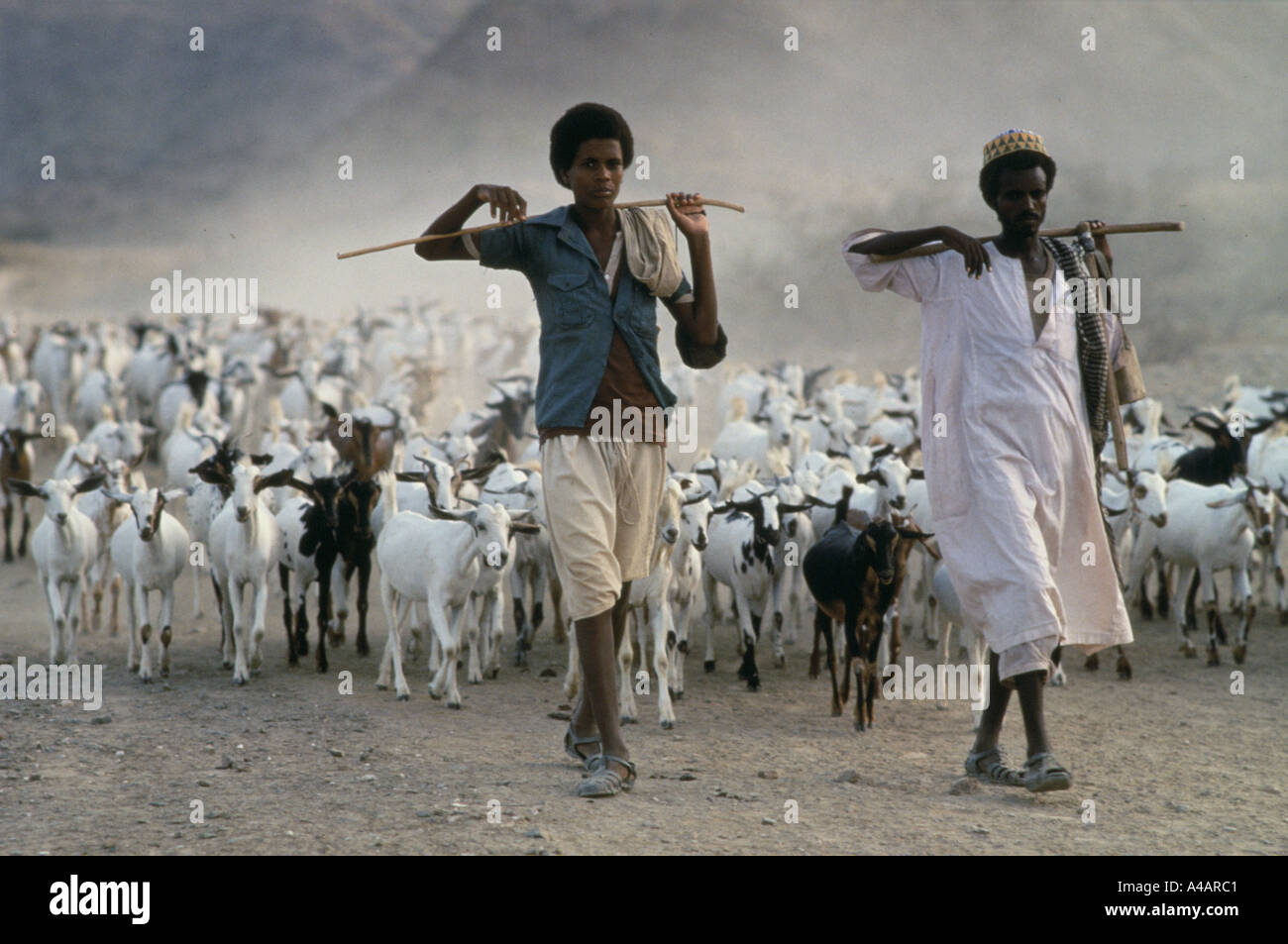 Deux jeunes hommes à la recherche de pâturages pour leur troupeau de chèvres dans les hauts plateaux érythréens, mai 1991. Banque D'Images