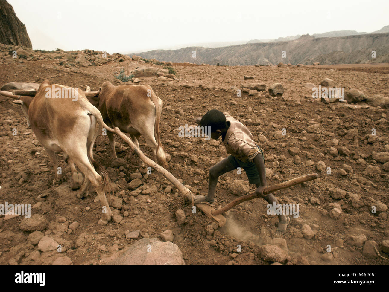 Daniel aide son père à labourer leur champ, village de Meshal, hauts plateaux érythréens, Érythrée, 1991 Banque D'Images