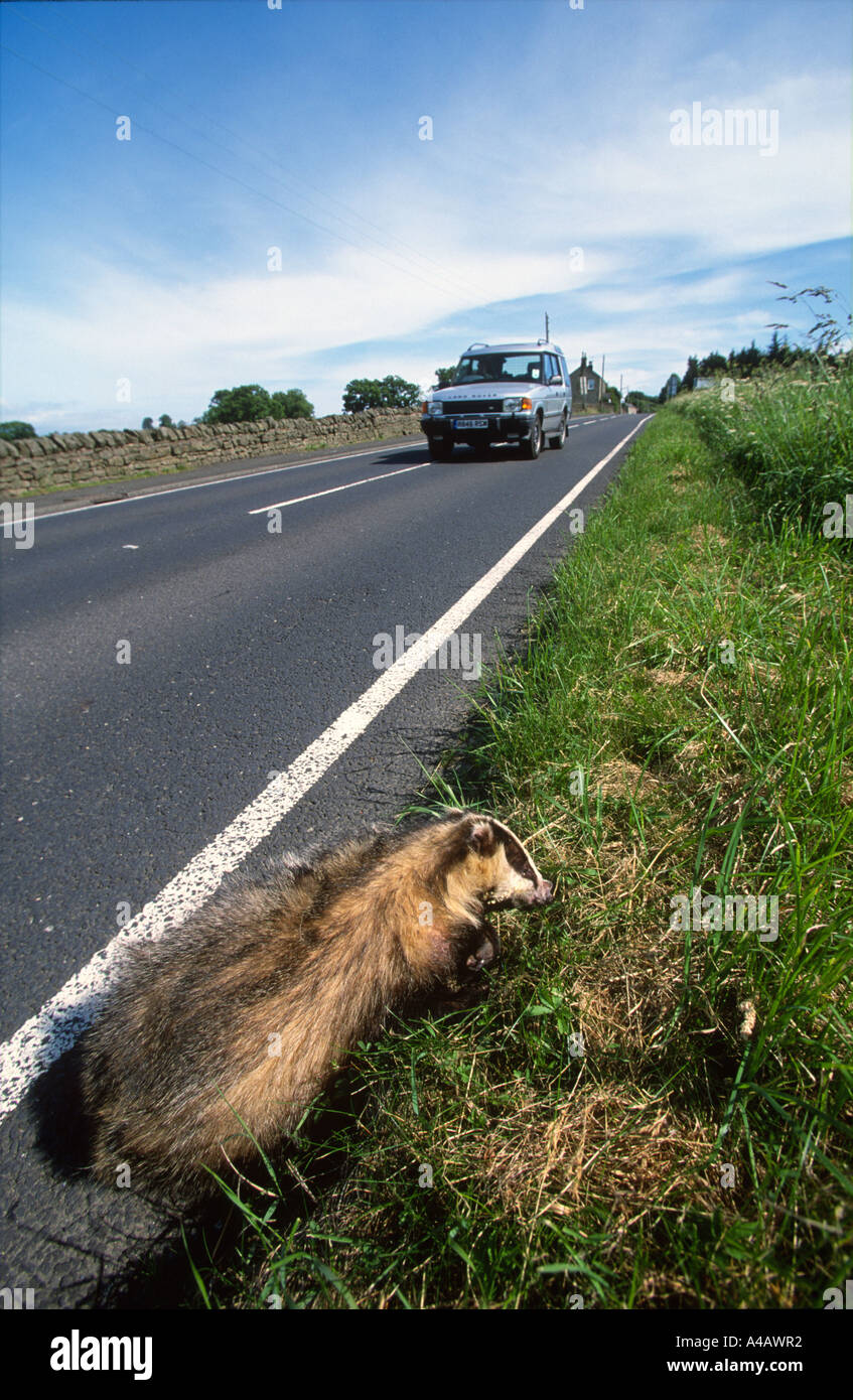 Badger tués sur route très fréquentée Banque D'Images Badger tués sur route très fréquentée Banque D'Images