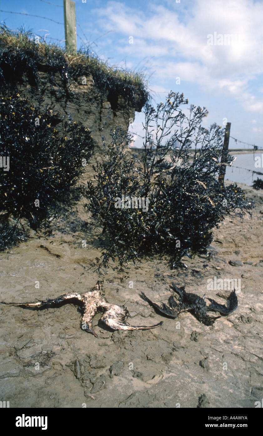 Les oiseaux mazoutés morts sur une plage pleine d'huile Banque D'Images