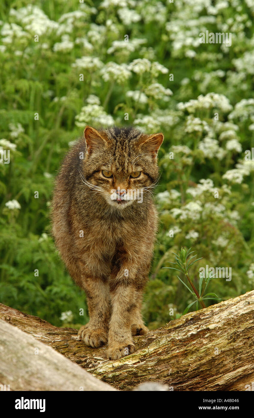 Scottish Wildcat Banque D'Images