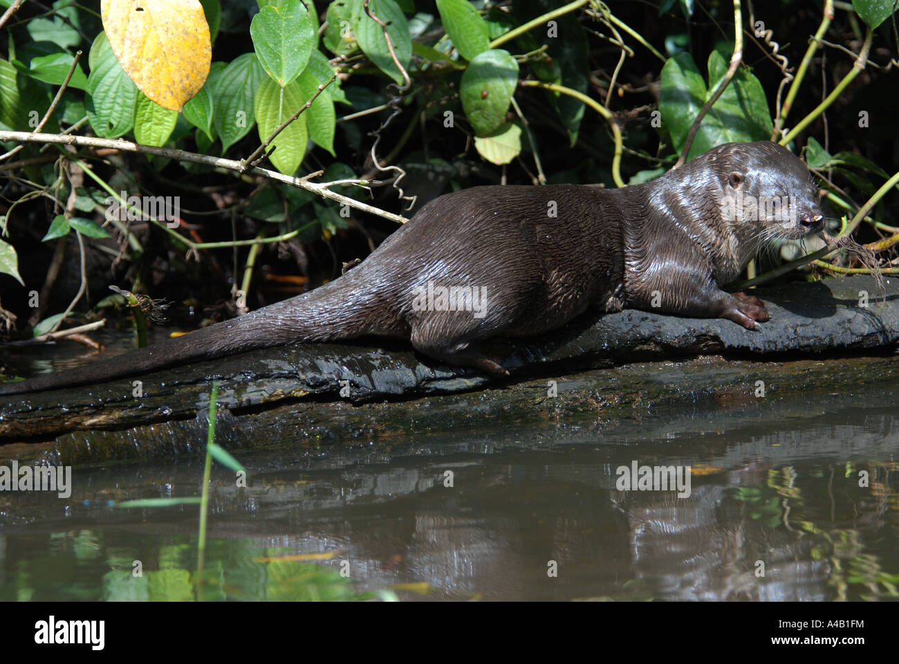 Lontra longicaudis Loutre néotropicale NP Tortuguero Costa Rica Côte Des Caraïbes Banque D'Images