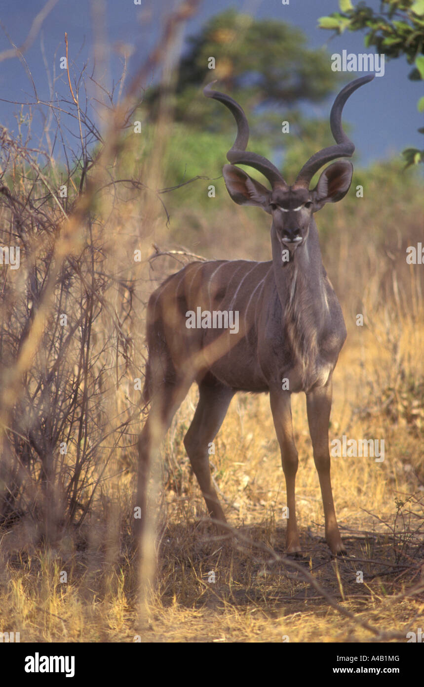Grand Koudou mâle alerte et permanent à la recherche directement à l'appareil photo le Parc National de Chobe au Botswana Banque D'Images