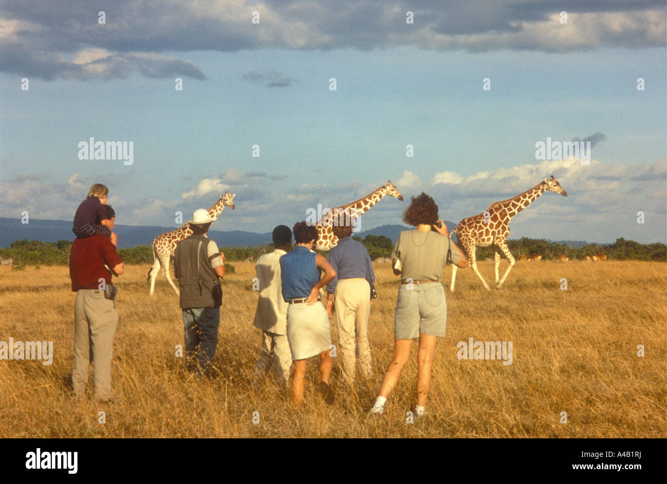Groupe de clients et le guide en faisant un match à pied près de giraffe réticulée Kenya Afrique de l'Est Banque D'Images