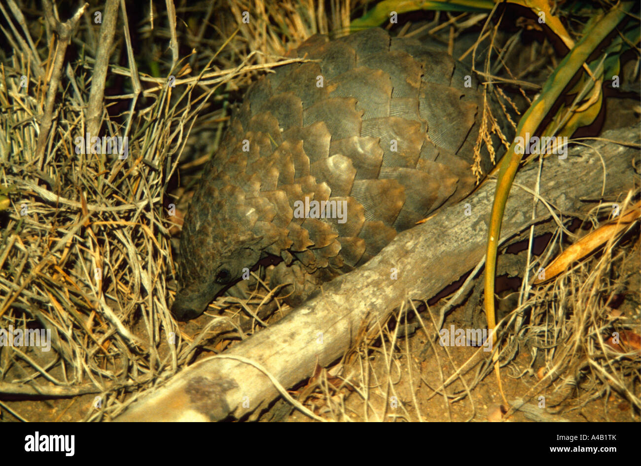 La masse moindre Londolozi Game Reserve Pangolin près du Parc National Kruger en Afrique du Sud, photographié à l'état sauvage dans la nuit Banque D'Images
