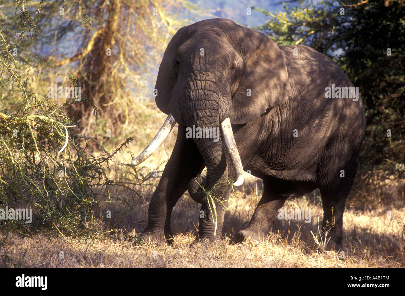 Manger l'éléphant à écorce jaune Acacia Ngorongoro Crater Tanzanie Afrique de l'Est Banque D'Images