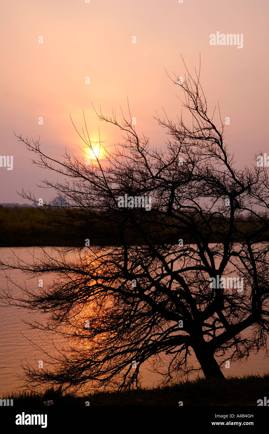 La silhouette des arbres pendant le coucher du soleil Banque D'Images