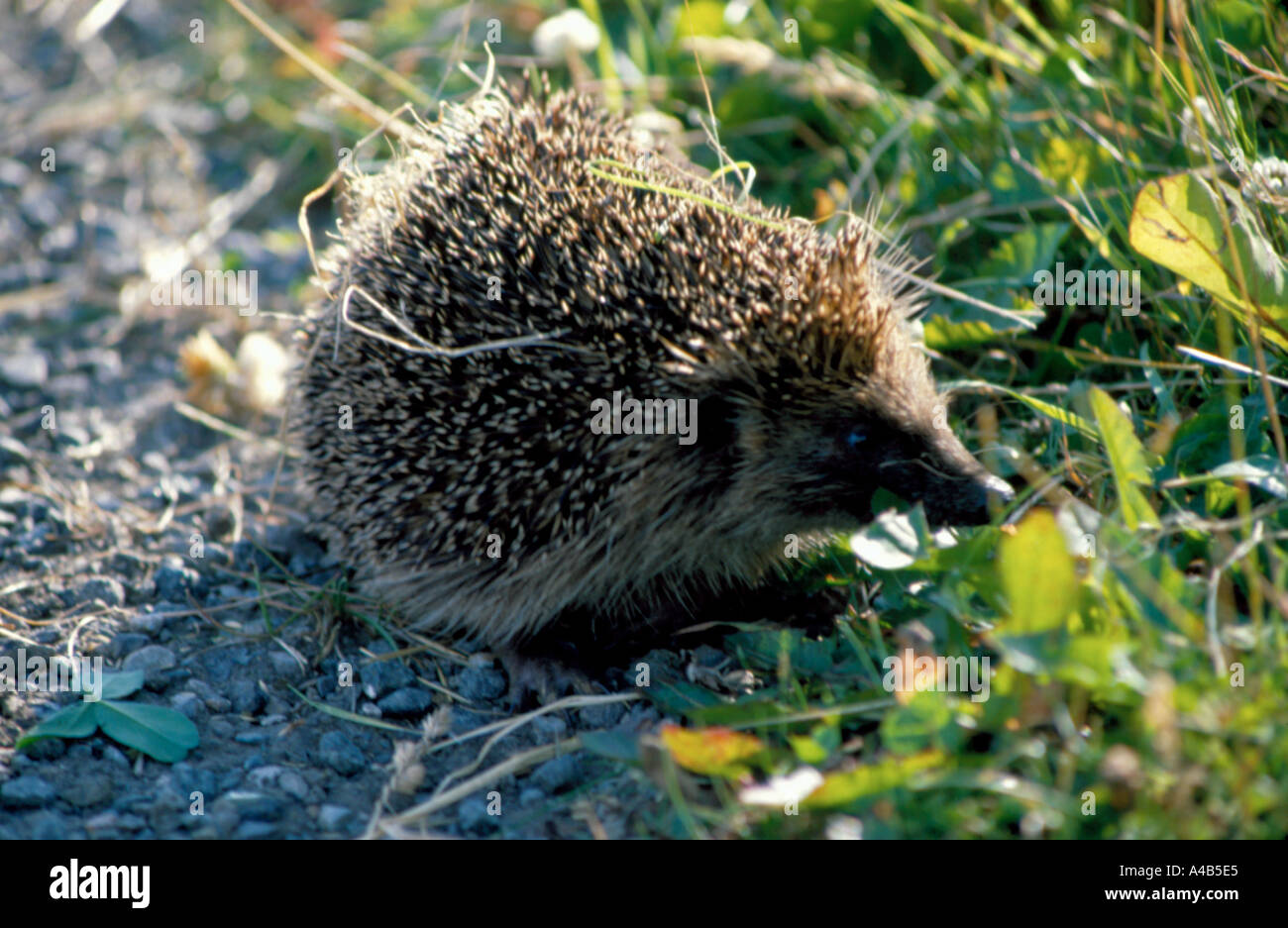 Hérisson (Erinaceus europaeus ouest). Banque D'Images